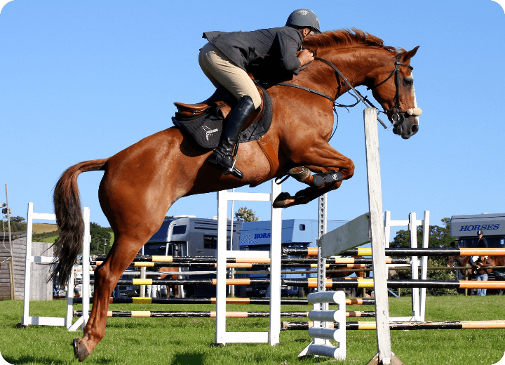 help-horse.png help-horse.png