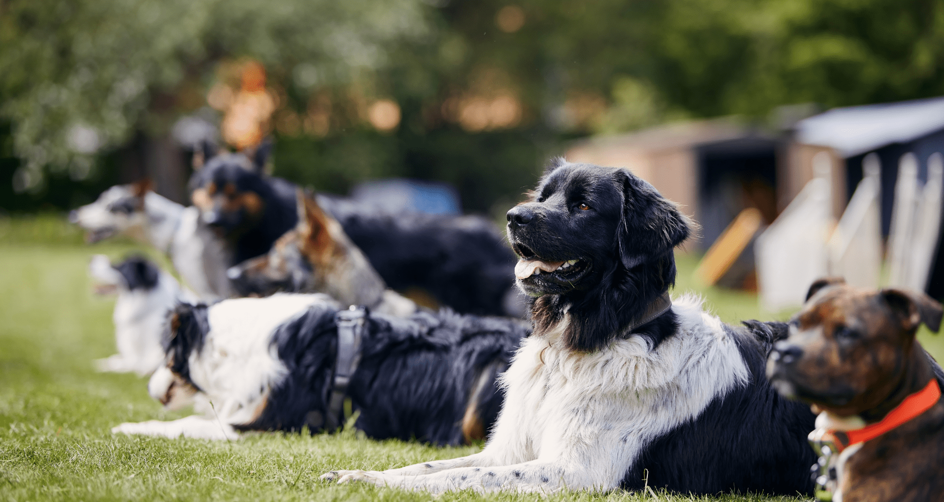 dogs laying down before training