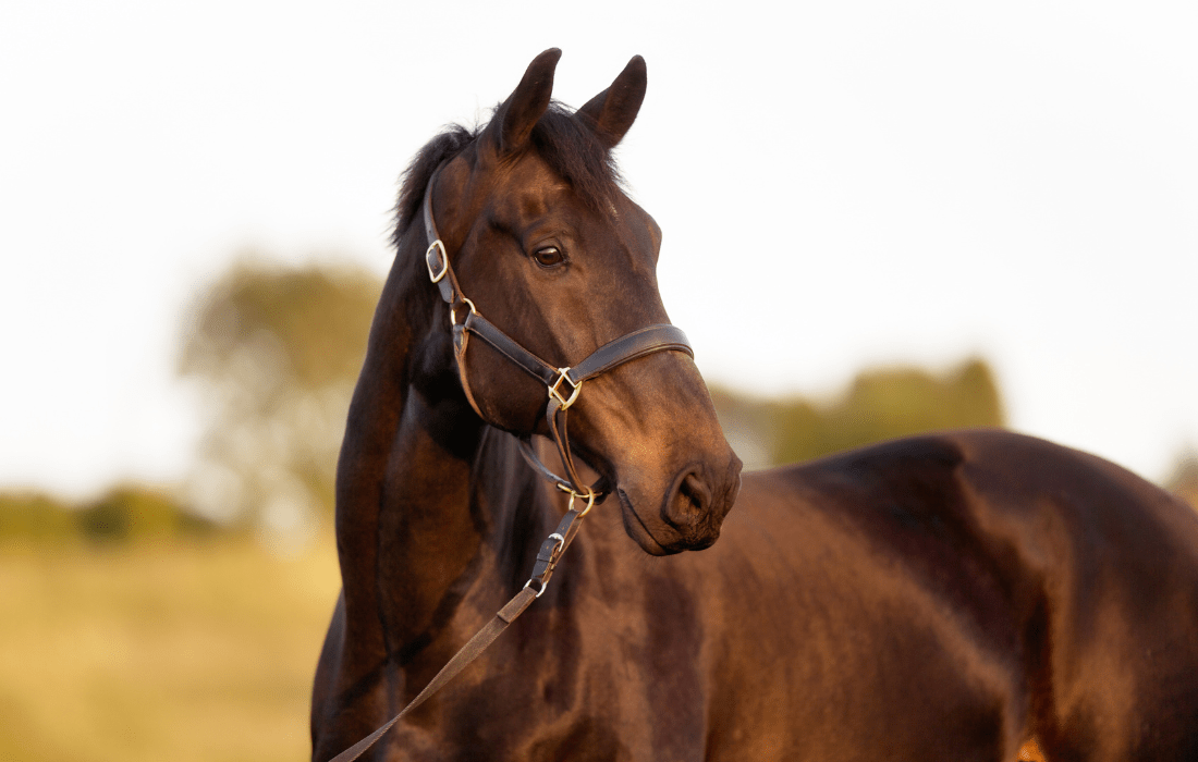 horse closeup