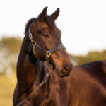 Shock Wave Therapy for Horses: Treatment Guide and Decision Framework
